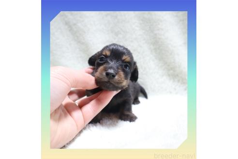 成約済の岡山県のミニチュアダックスフンド(ロングヘアード)-355651の21枚目