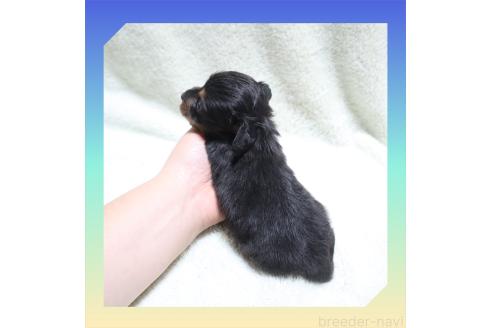 成約済の岡山県のミニチュアダックスフンド(ロングヘアード)-355651の19枚目
