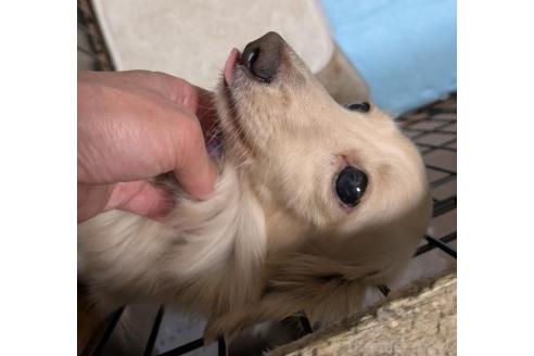 成約済の愛知県のカニンヘンダックスフンド(ロングヘアード)-359040の6枚目