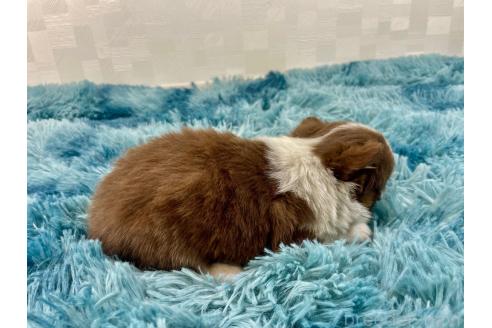 成約済の埼玉県のチワワ(ロングコート)-355548の2枚目