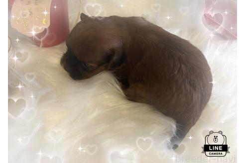 成約済の愛媛県のミックス犬-359077の6枚目
