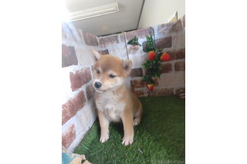 成約済の鹿児島県の柴犬-359099の4枚目
