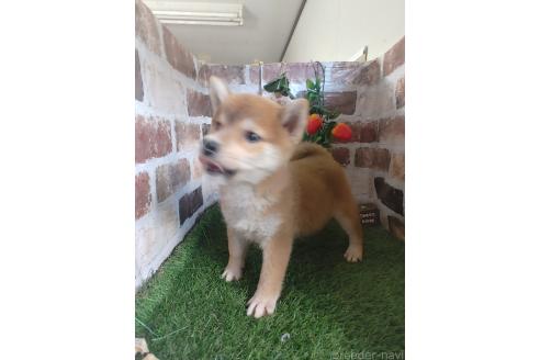 成約済の鹿児島県の柴犬-359099の3枚目