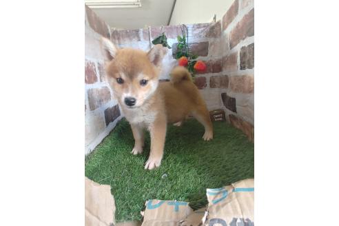 成約済の鹿児島県の柴犬-359099の2枚目