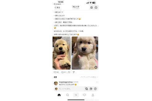 成約済の佐賀県のゴールデンレトリーバー-353667の4枚目