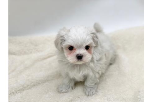 成約済の愛知県のマルチーズ-359142の5枚目