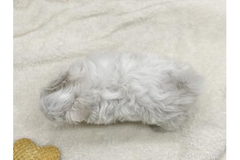 成約済の愛知県のマルチーズ-359142の4枚目