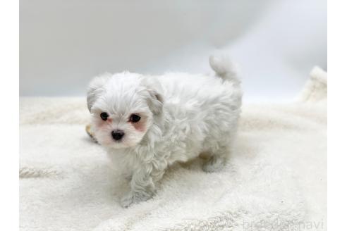 成約済の愛知県のマルチーズ-359142の3枚目