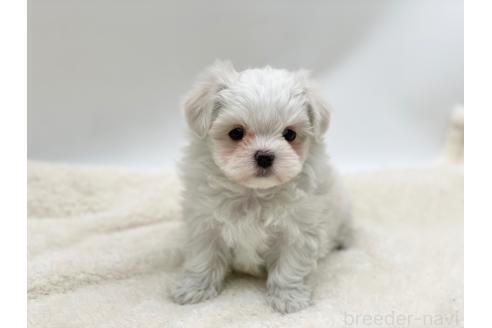 成約済の愛知県のマルチーズ-359142の2枚目