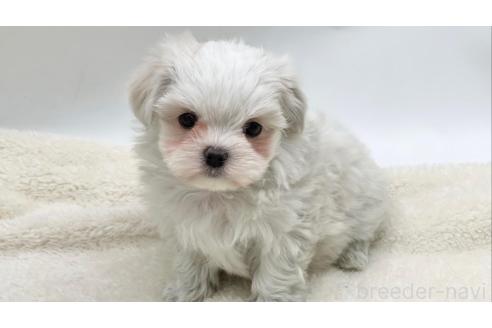 成約済の愛知県のマルチーズ-359142の1枚目