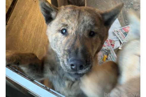 成約済の北海道の北海道犬-340003の2枚目