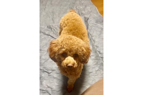ルナちゃんちゃん1枚目