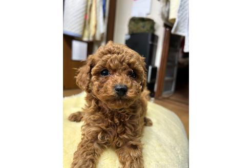 成約済の北海道のトイプードル-359174の2枚目