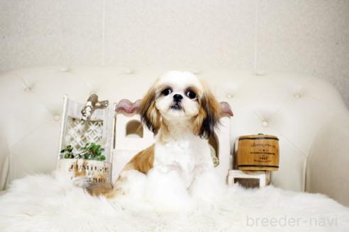 成約済の佐賀県のシーズー-326242の5枚目