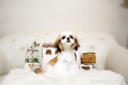 成約済の佐賀県のシーズー-326242の4枚目