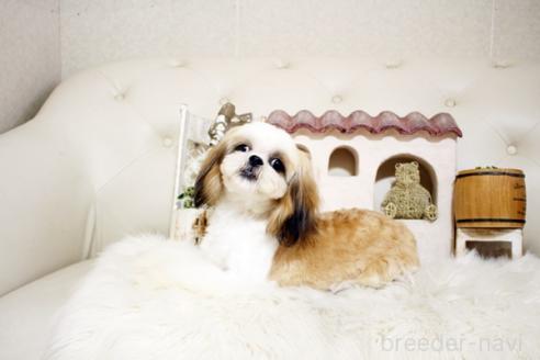 成約済の佐賀県のシーズー-326242の3枚目