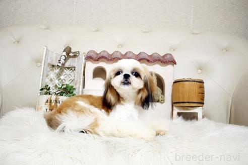 成約済の佐賀県のシーズー-326242の2枚目