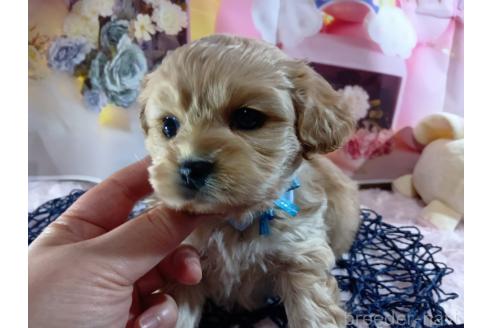 成約済の神奈川県のミックス犬-357497の47枚目