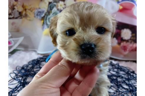成約済の神奈川県のミックス犬-357497の46枚目