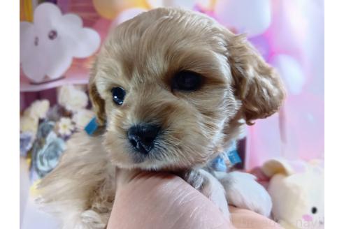 成約済の神奈川県のミックス犬-357497の45枚目