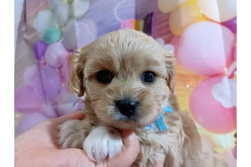 成約済の神奈川県のミックス犬-357497の43枚目
