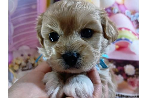 成約済の神奈川県のミックス犬-357497の42枚目