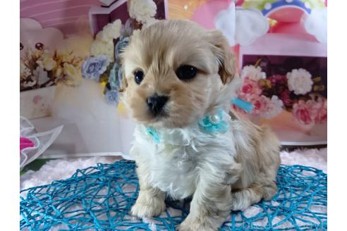 成約済の神奈川県のミックス犬-356049の8枚目