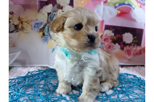 成約済の神奈川県のミックス犬-356049の7枚目