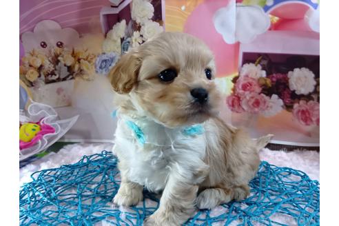 成約済の神奈川県のミックス犬-356049の6枚目