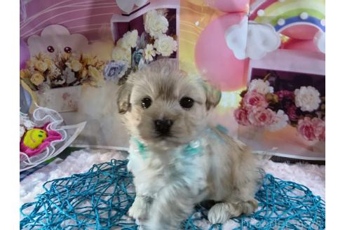 成約済の神奈川県のミックス犬-356049の5枚目