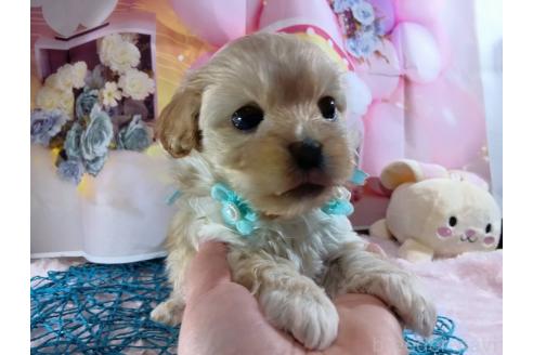 成約済の神奈川県のミックス犬-356049の4枚目