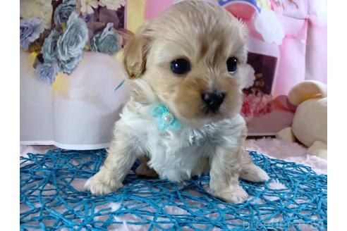 成約済の神奈川県のミックス犬-356049の3枚目