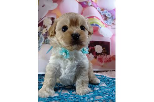 成約済の神奈川県のミックス犬-356049の2枚目