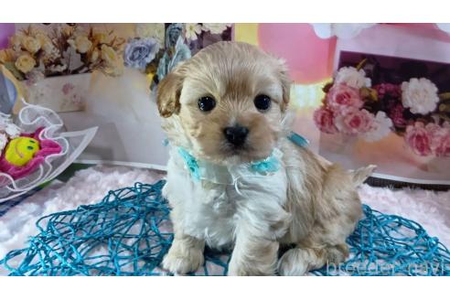 成約済の神奈川県のミックス犬-356049の1枚目