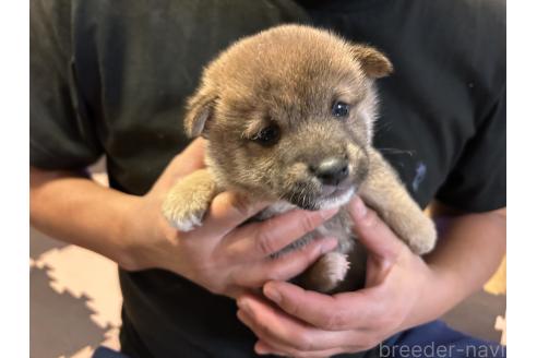 成約済の滋賀県の柴犬-356830の2枚目