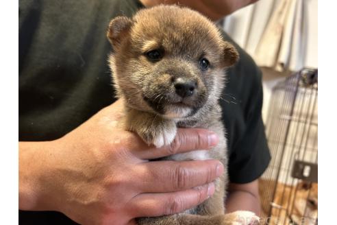 成約済の滋賀県の柴犬-356830