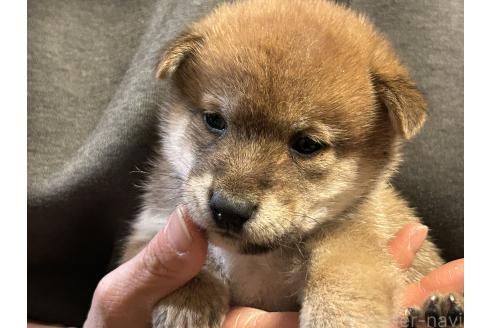 成約済の滋賀県の柴犬-356831の4枚目
