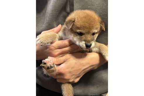 成約済の滋賀県の柴犬-356831の3枚目