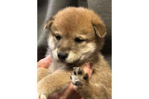 成約済の滋賀県の柴犬-356831の2枚目