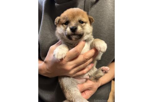 成約済の滋賀県の柴犬-356832の5枚目