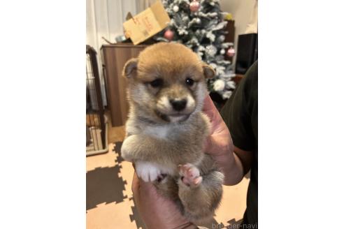成約済の滋賀県の柴犬-356832の4枚目