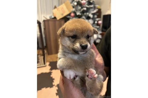 成約済の滋賀県の柴犬-356832の2枚目