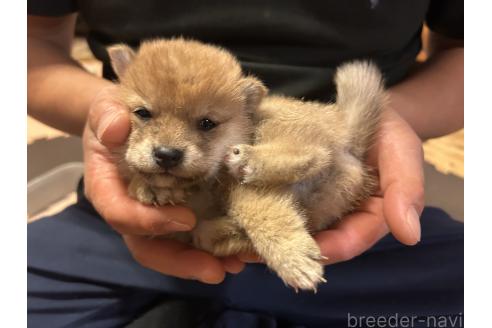 成約済の滋賀県の柴犬-356833の9枚目
