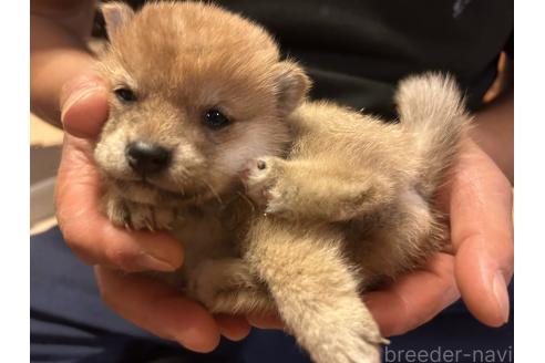 成約済の滋賀県の柴犬-356833の8枚目
