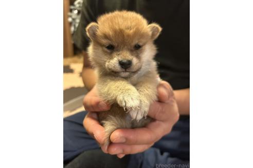 成約済の滋賀県の柴犬-356833の7枚目