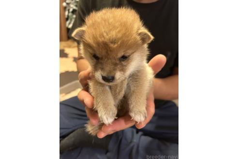 成約済の滋賀県の柴犬-356833の6枚目