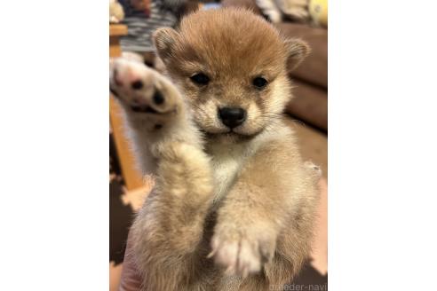 成約済の滋賀県の柴犬-356833の5枚目