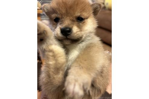 成約済の滋賀県の柴犬-356833の4枚目