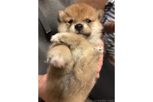 成約済の滋賀県の柴犬-356833の2枚目