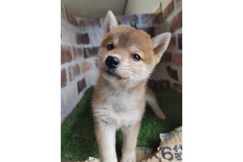 成約済の鹿児島県の柴犬-359101の3枚目